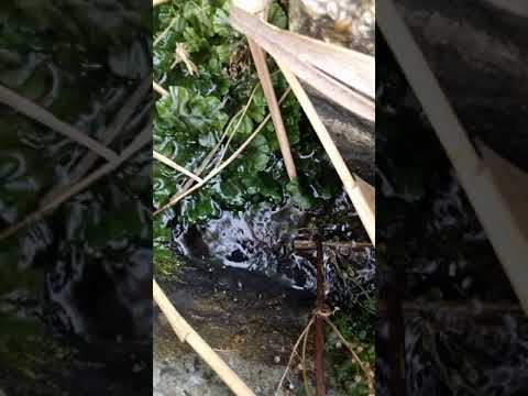 Днепр. Мой биотоп. 1-я. часть...🐠 смотреть онлайн