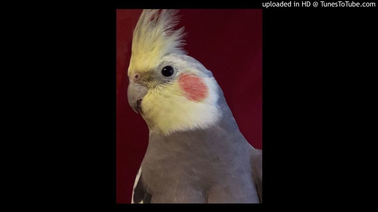 Nimfa (cockatiel) #6 смотреть онлайн