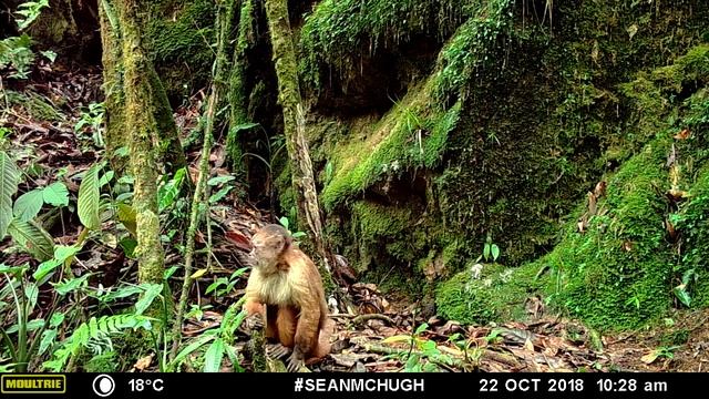 La increíble fauna de Pampa Hermosa: Capuchino de frente blanca (Cebus yuracus) смотреть онлайн