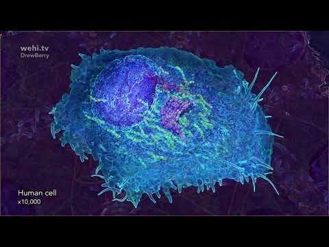 DNA Animation #ScienceArt