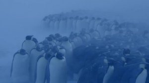 Антарктида. Императорские пингвины.