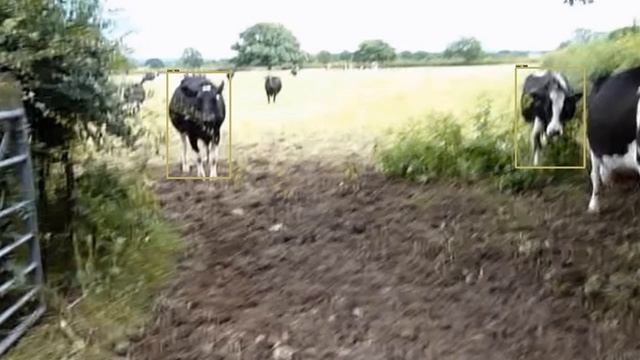 cow object detection смотреть онлайн