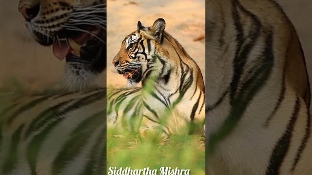 Rare Encounters in the Wild: Egyptian #vultures Stare, #tiger Peek & #leopard Chill смотреть онлайн