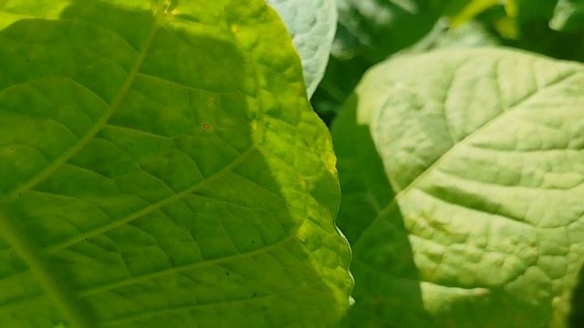 Определяем зрелость листа табака! Так ли легко определить зрелость листа табака? смотреть онлайн