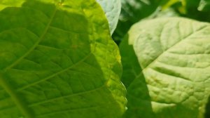 Определяем зрелость листа табака! Так ли легко определить зрелость листа табака?