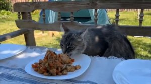 1 ДЕНЬ В ЛЕСУ с ПОХОДНОЙ ЕДОЙ! ОБЫЧНАЯ ЕДА ПРОТИВ КОТОВ ЧЕЛЛЕНДЖ! ЧТО ВЫБЕРЕТ КОШЕЧКА МУРКА и МИЛСИ?