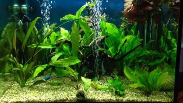 Juwel lido 200 and 6 diskus cobalt