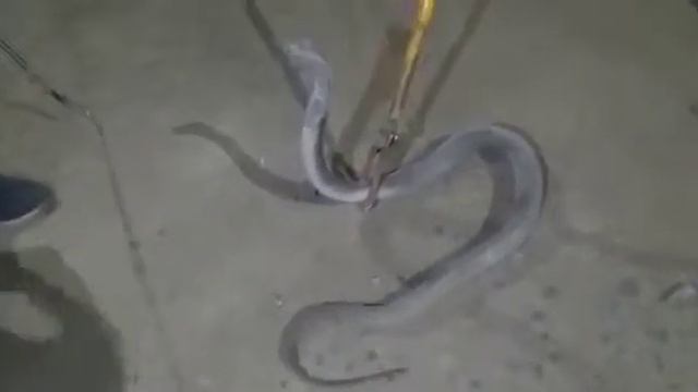 Aggressive Indian cobra rescue Raigarh sarpa Mitra team смотреть онлайн