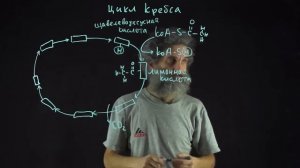 Лекция 53. Цикл Кребса