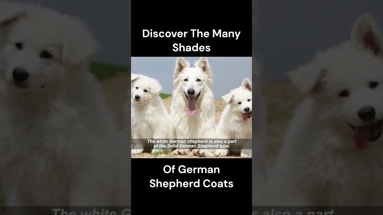 Discover the Many Shades of German Shepherd Coats. смотреть онлайн
