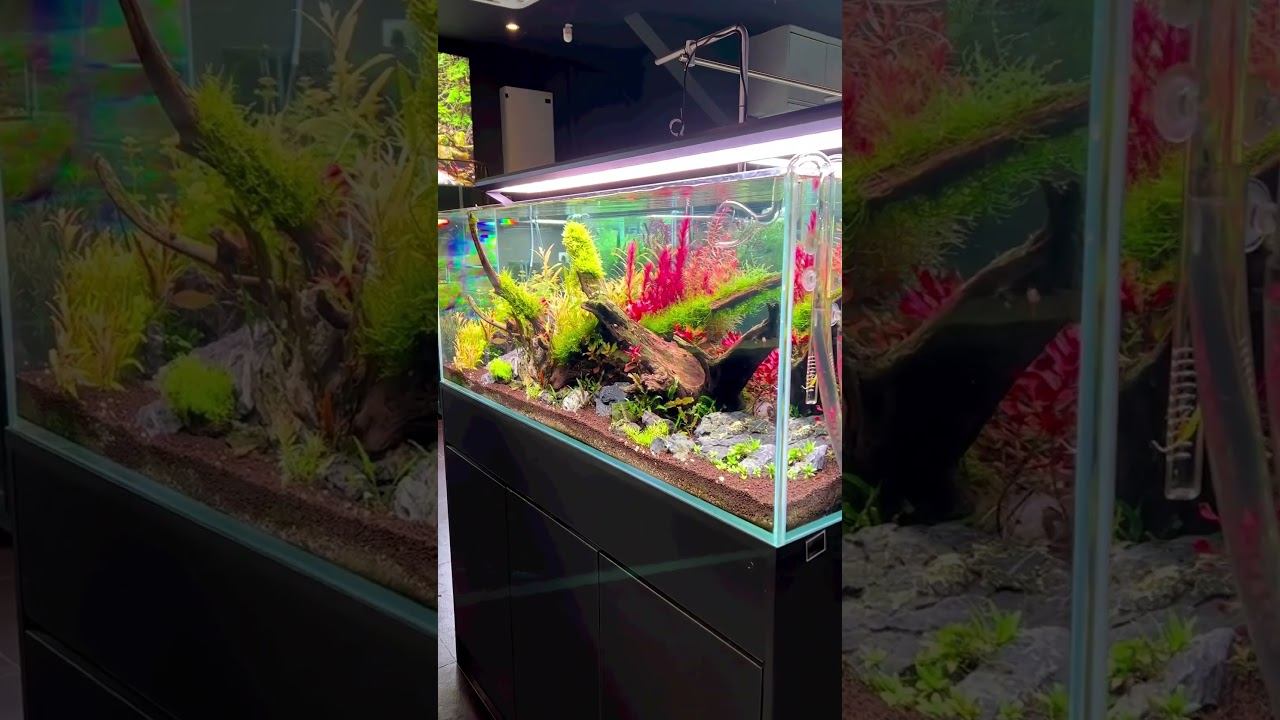 Weekaqua P Series P1200 Pro LED Full spectrum water plant light #aquariumplants #weekaqua смотреть онлайн