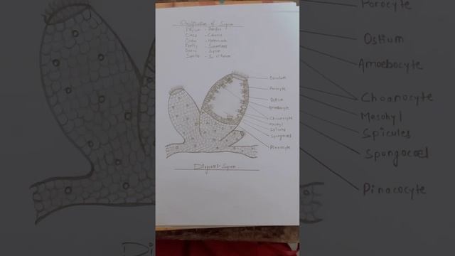 phylum: Porifera| Sycon| (General character & Diagram) смотреть онлайн