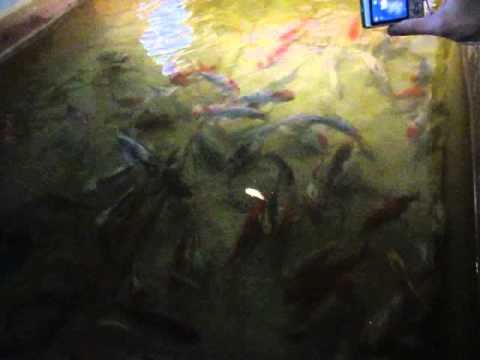 Встречи и семинары группы Freshwater. 2013.03.31 смотреть онлайн
