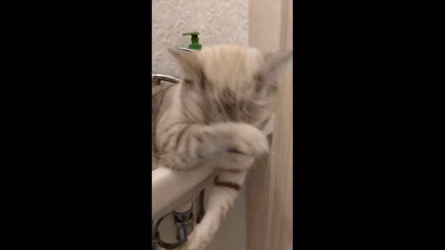 22.05.2023 Булат отрывается в парке Прибрежном, а Шлёпа намывает свою мордочку смотреть онлайн