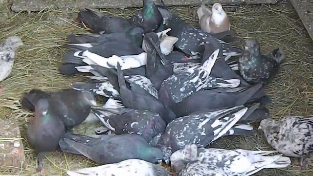 Мраморные бакинцы Юра Бакинец Украина г.Харьков 3 смотреть онлайн