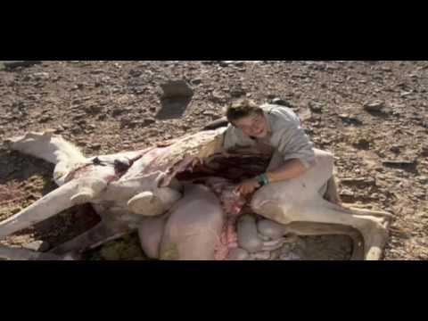 Ultimate Survival - Bear Grylls eet geit en kameel. смотреть онлайн