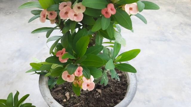 इसके एक पौधे से बनाओ हजार पौधे/ euphorbia mili plant care / euphorbia mili propagation / gardening смотреть онлайн