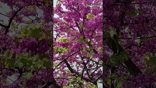 Кофе с чачей сто рублей! смотреть онлайн