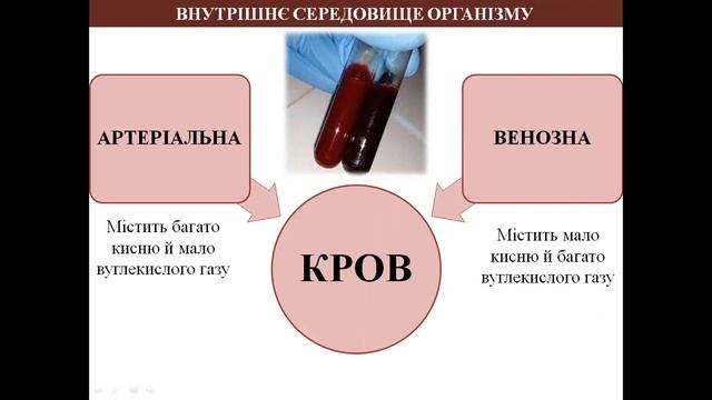 ВНУТРІШНЄ СЕРЕДОВИЩЕ ОРГАНІЗМУ КРОВ ТА ЛІМФА смотреть онлайн