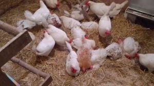 Живые бактерии в курятнике зимой. Ошибки.