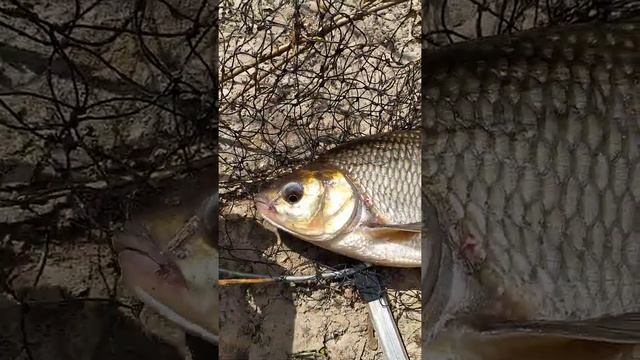 Язь заглотал два крючка. Жадина)