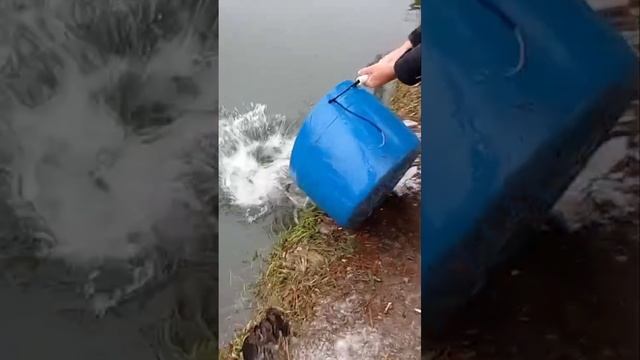запуск форели смотреть онлайн
