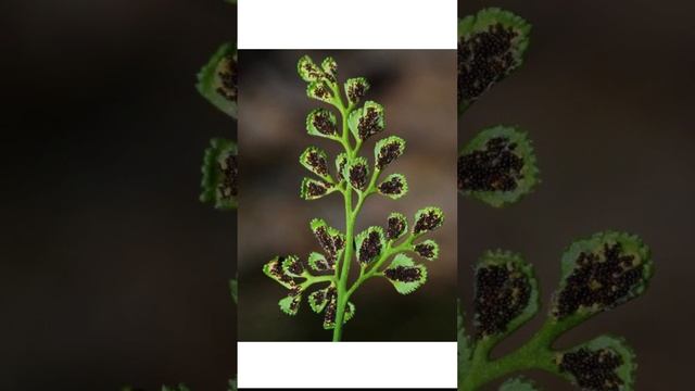 BIOLOGIA_BOTÁNICA_Botanical shorts18:Asplenium#short смотреть онлайн