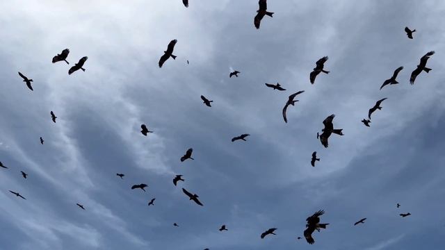 А ВЫ ЗНАЛИ, ЧТО ВОРОН И ВОРОНА РАЗНЫЕ ПТИЦЫ ?????? КАПЕЦ Я НЕ ЗНАЛ ЧТО ОНИ ....... смотреть онлайн