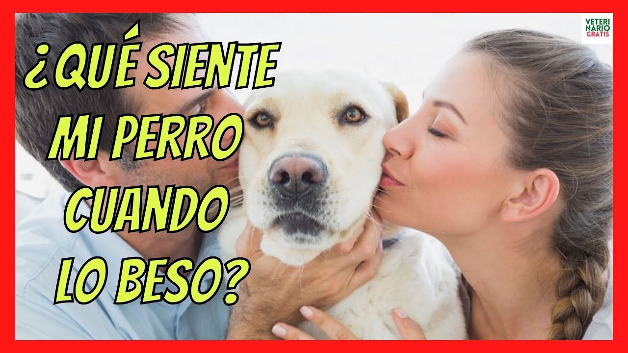 ¿LOS PERROS ENTIENDEN LOS BESOS Y ABRAZOS? LES GUSTÁN ❤️ ¿ES BUENO O ES MALO BESAR A UN PERRO? смотреть онлайн