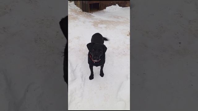 Послепрогулочный ритуал