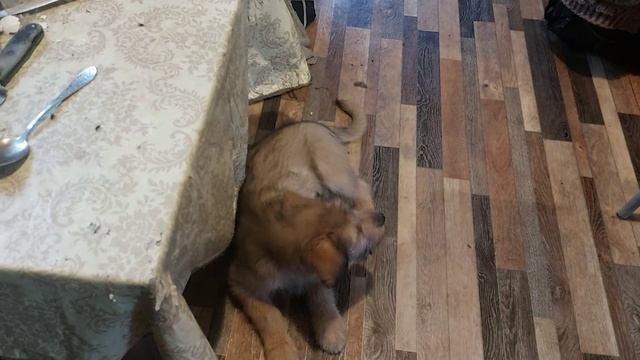 С днем рождения Аннушка! смотреть онлайн