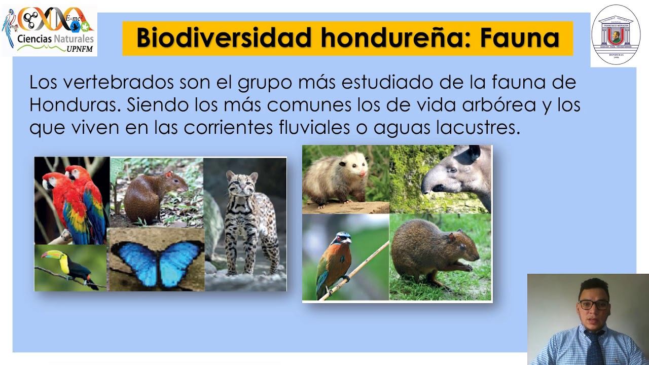 Honduras y sus riqueza natural CCNN 8vo grado смотреть онлайн