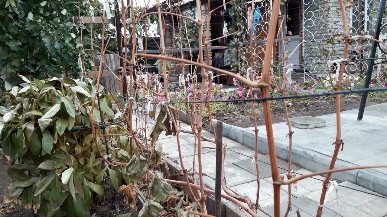 Дачный Виноград 🍇 смотреть онлайн
