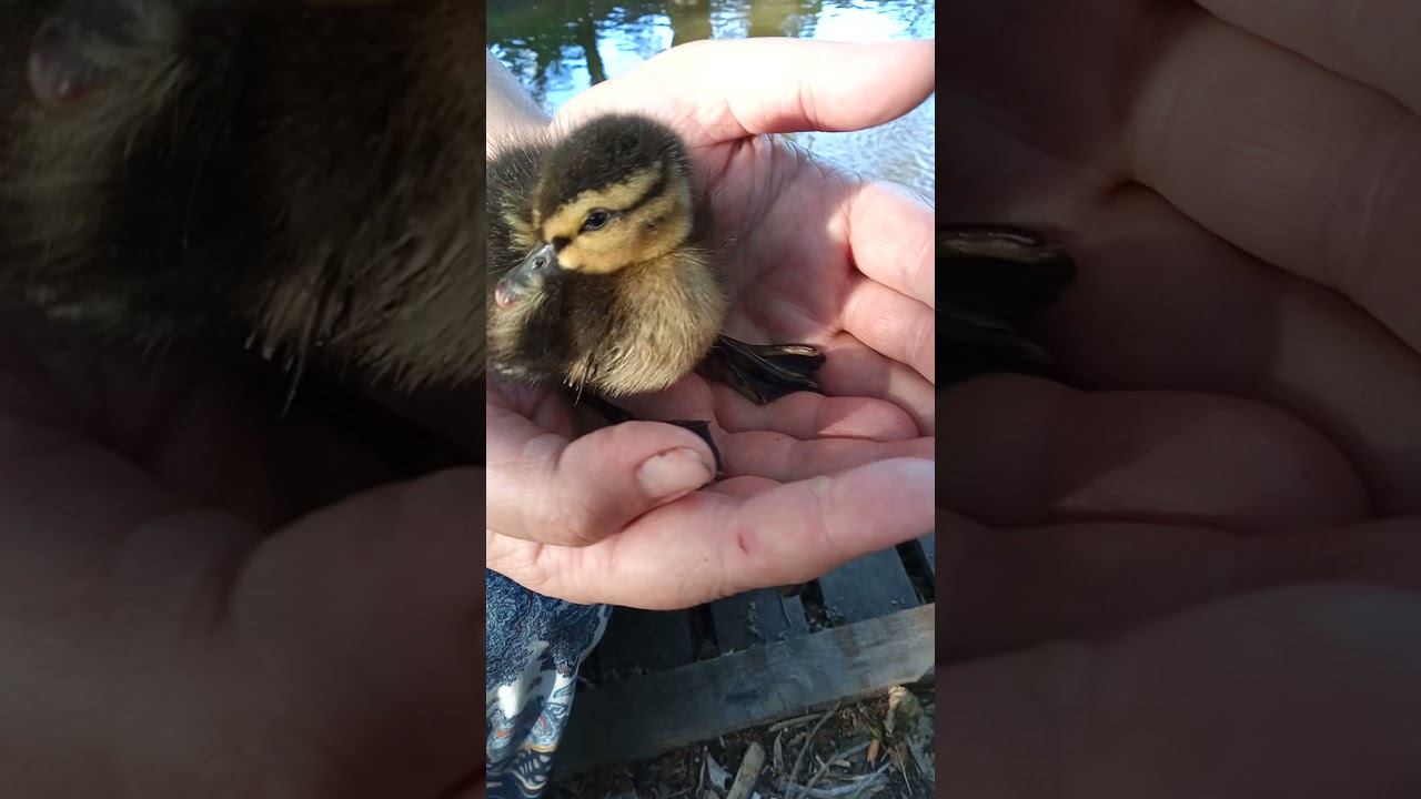 маленький принц вернулся Домой смотреть онлайн