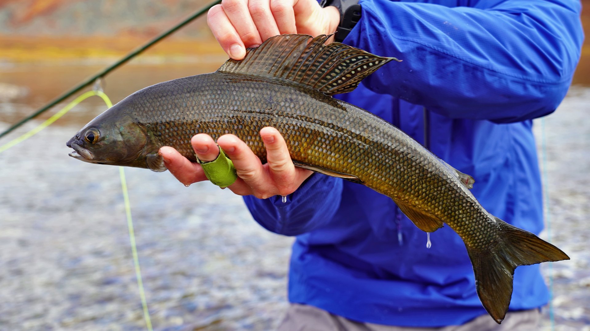 Снова аляскинский хариус, ищем крупного гольца в озере Коолень. Чукотка.Покидаем балок,обратный пут смотреть онлайн