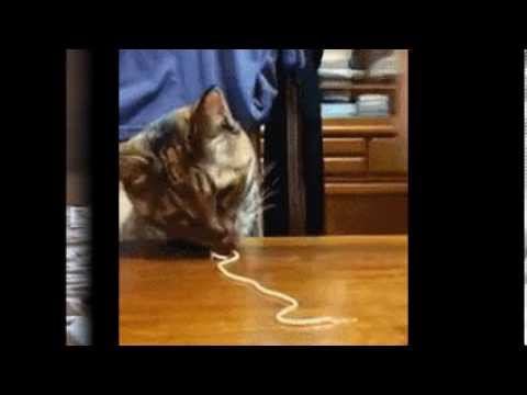 Кот ТВ смотреть онлайн
