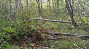 Голоса лосиного гона. Как кричат или ревут лось и лосиха во время гона. Брачный период лосей. #гон