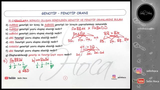 9) Gamet Bulma, Kendileştirme, Genotip Fenotip Oranı Hesaplama смотреть онлайн