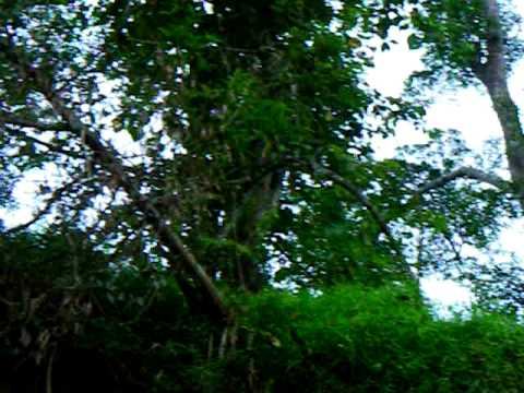 Monkeys on Kinabatangan River Borneo Malaysia смотреть онлайн