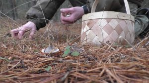 Грибы и лес! Зимой по грибы в лес!