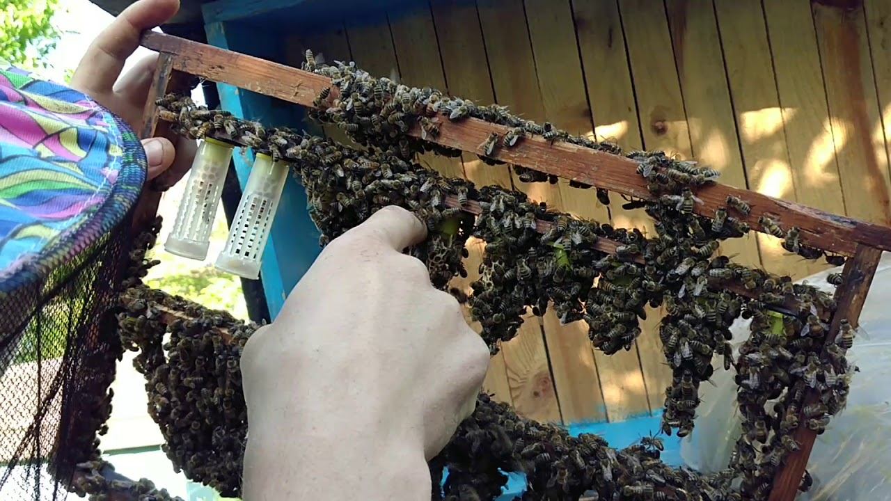 Вывод маток (изоляция маточников) ч. 2 смотреть онлайн