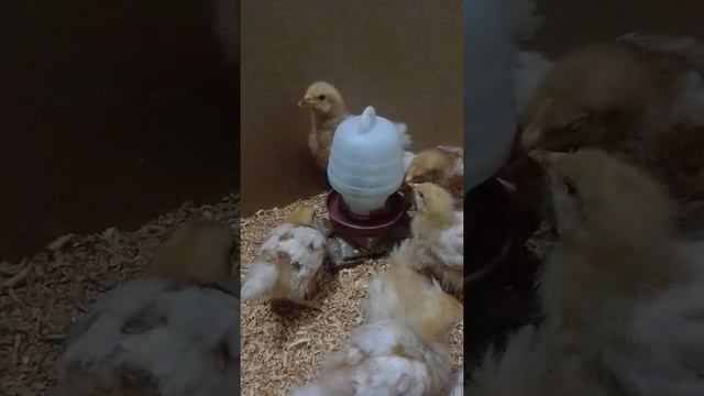 Lohmann brown White Tail Doing Garlic Party смотреть онлайн