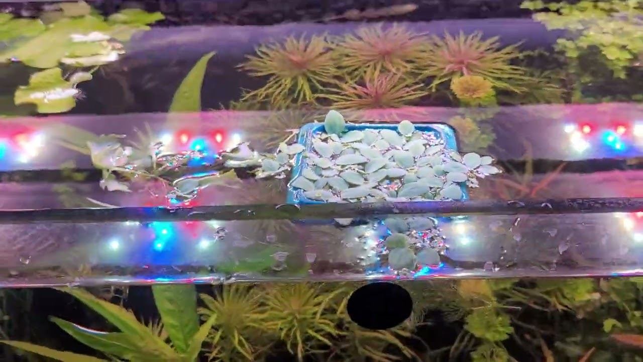 травник спустя две недели после посадки растений🥰✌️🇺🇦#aqwalstudio #aquarium #fishtank #акваскейп смотреть онлайн