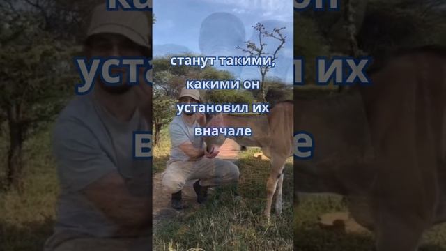 Лев, как бык, будет есть траву