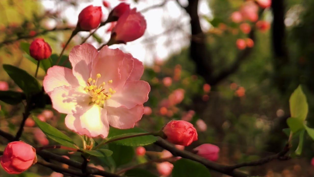 Весна в Кицао// Spring in Keqiao смотреть онлайн