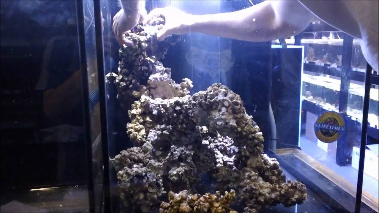 60 gallon Aussie LPS Reef Cube - Video 1 смотреть онлайн