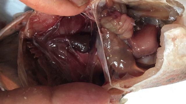 BIO202 Fishlab Virtual Dissection смотреть онлайн