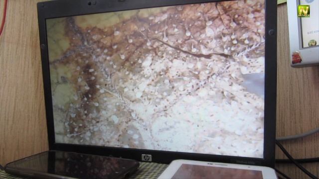 [Natalex] Микроскоп в помощь огороднику... смотреть онлайн