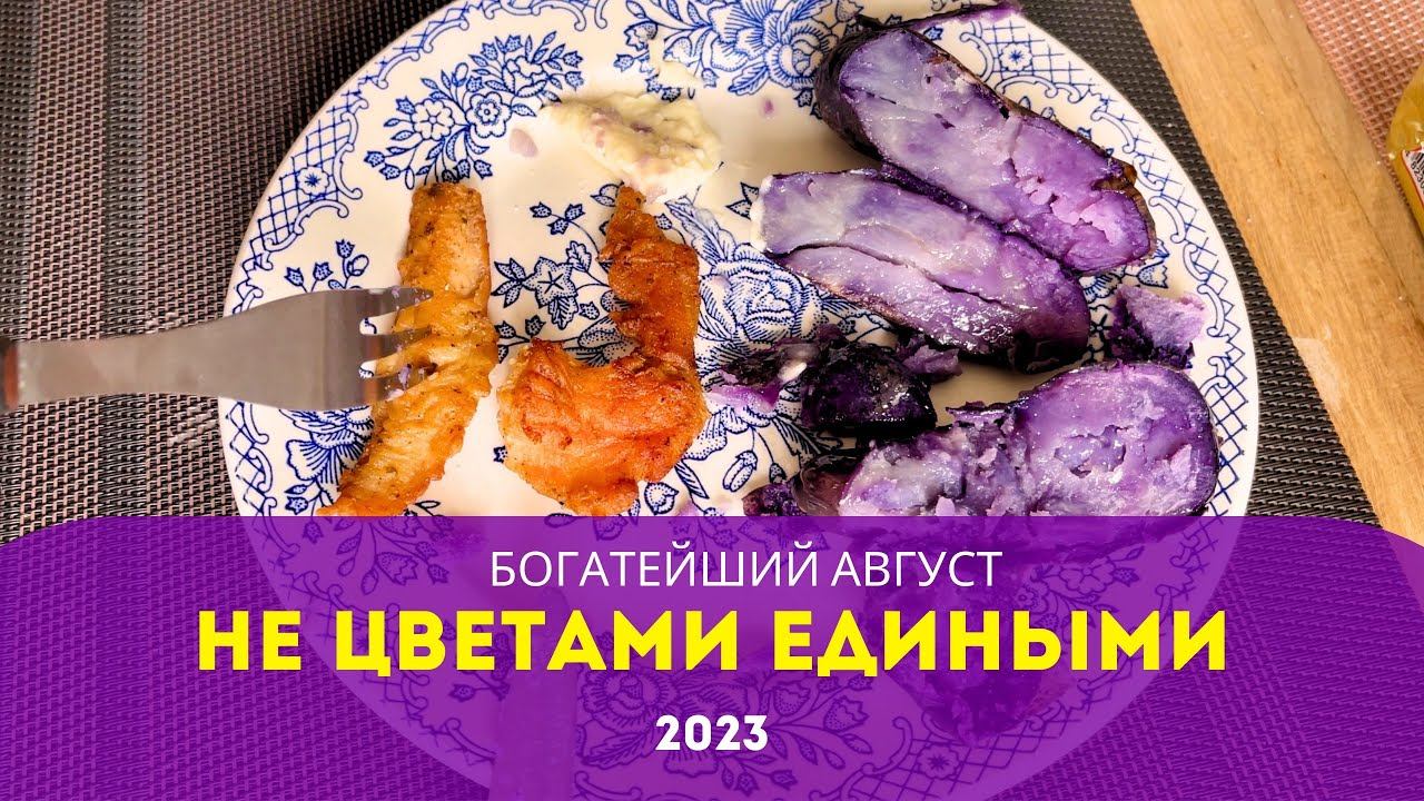 Синяя картошка. Победа над Медведкой. Что я больше не буду сажать. Планы на следующий сезон. смотреть онлайн
