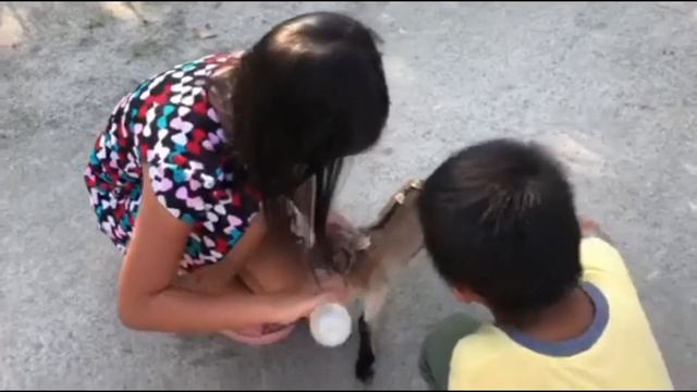 How to Take Care Goat Kids / Iron Dextran for Three (3) Days Old Goat / Bottle Feeding смотреть онлайн